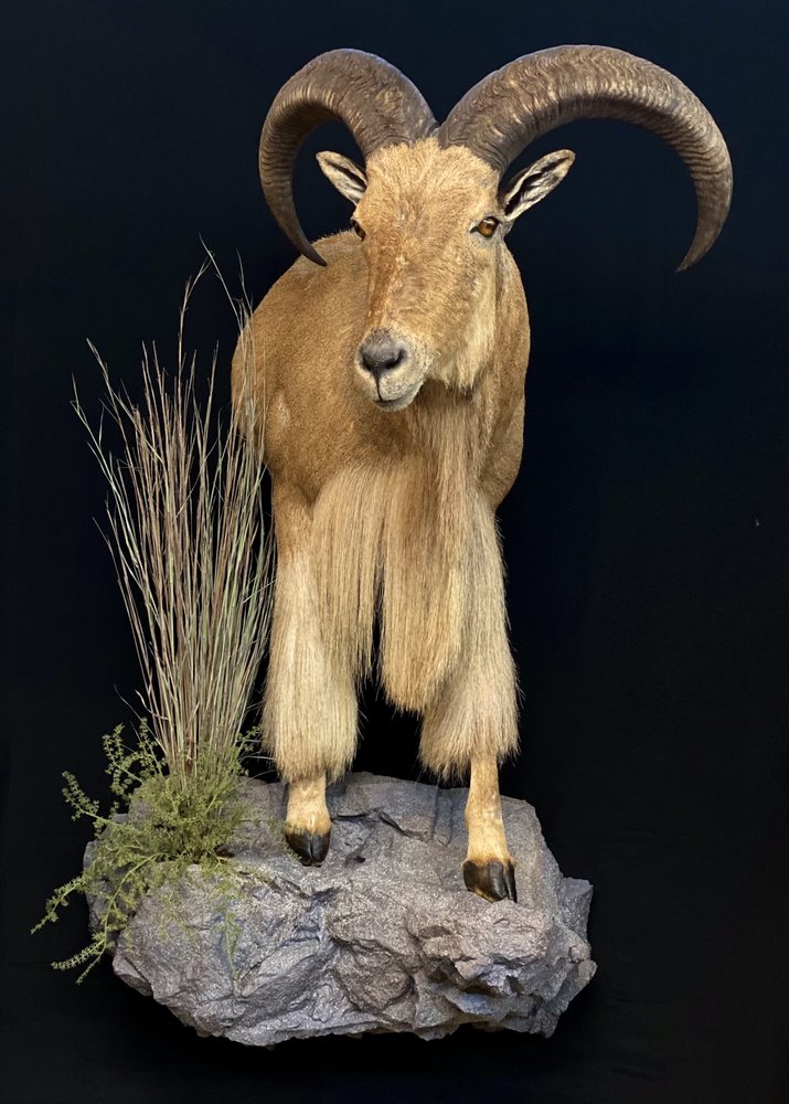 Chisholm Trail Taxidermy - taxidermy in Weatherford, TX