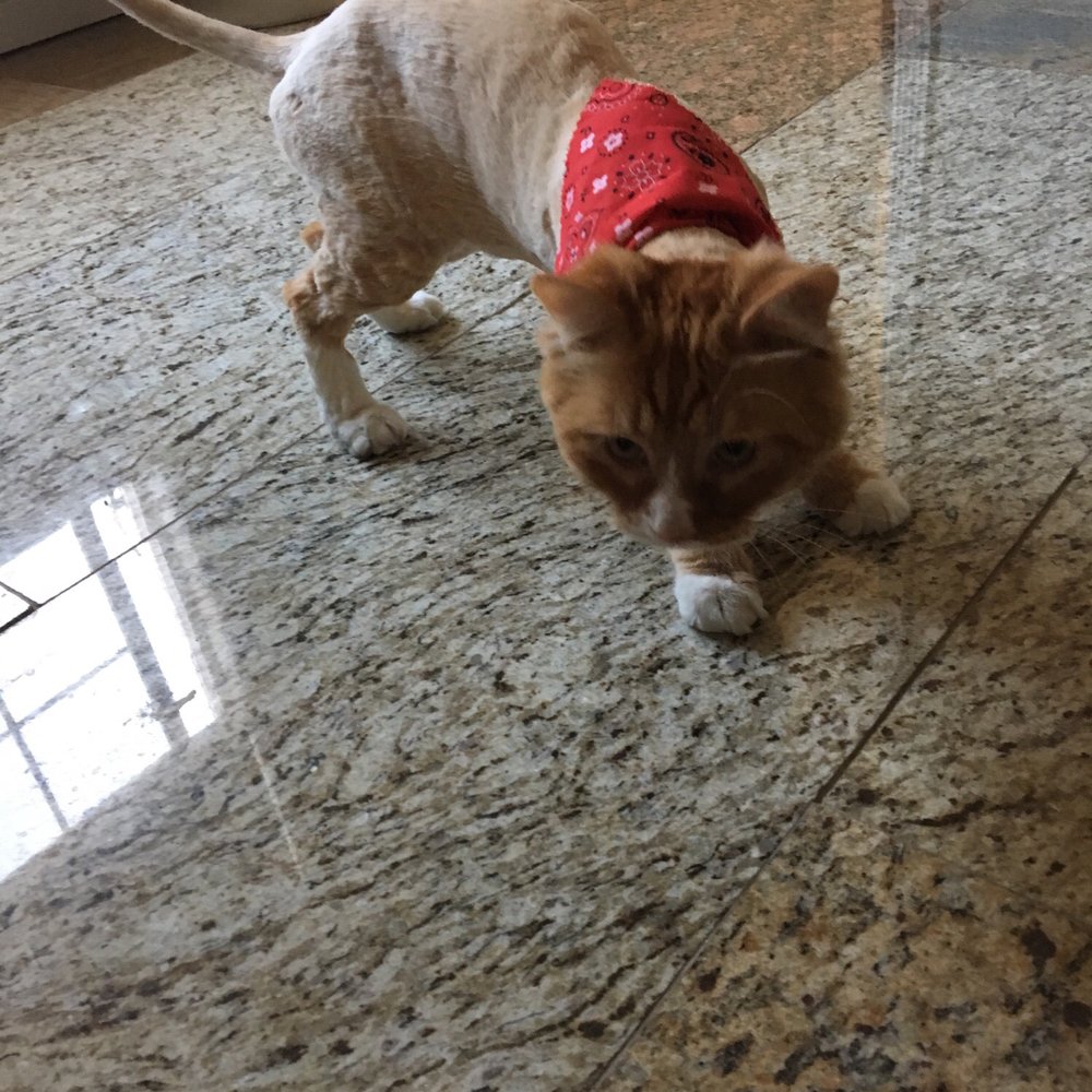 We Groom Pets - Pet Groomers Near Me - Downey, California We Groom Pets - Pet Groomers Near Me - Downey, California
