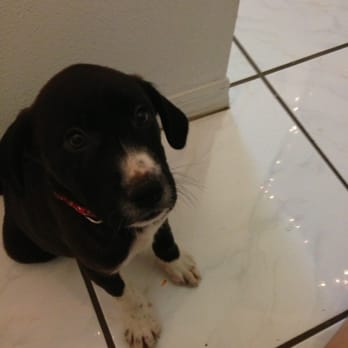 Save A Life Pet Rescue - Animal Shelters Near Me - Oviedo, Florida