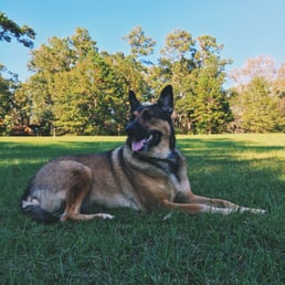 Bella, our Belgian Malinois mix. Bella, our Belgian Malinois mix.