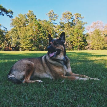 Governor’s Park - Bella, our Belgian Malinois mix. - Parks Near Me - Tallahassee, Florida Governor’s Park - Bella, our Belgian Malinois mix. - Parks Near Me - Tallahassee, Florida
