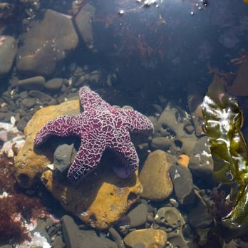 Fitzgerald Marine Reserve - starfish - Parks Near Me - Moss Beach, California Fitzgerald Marine Reserve - starfish - Parks Near Me - Moss Beach, California