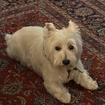 Cain's Dog House - Our dog after a day at Cain's. - Pet Sitting Near Me - Pensacola, Florida