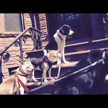 Connor's Canine Services, Inc. - Dog Walkers Near Me - Brooklyn, New York Connor's Canine Services, Inc. - Dog Walkers Near Me - Brooklyn, New York