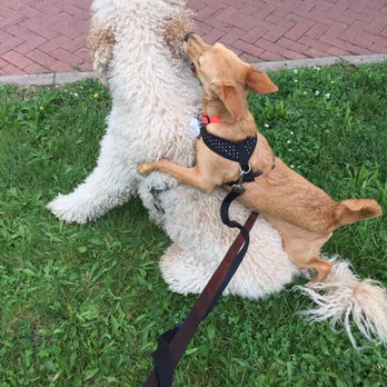John The Dog Walker - Olive tries to hitch a ride - Dog Walkers Near Me