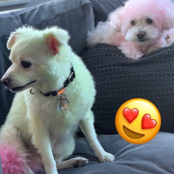 Dog City - Pet Groomers Near Me - New York, New York Dog City - Pet Groomers Near Me - New York, New York