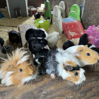 American Made Farm Sanctuary - Petting Zoos Near Me - Petaluma, California