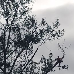 Our tree trimmer Our tree trimmer