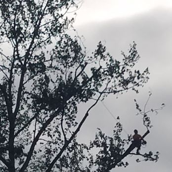 Tree Masters - Our tree trimmer - Tree Services Near Me - Portland, Oregon Tree Masters - Our tree trimmer - Tree Services Near Me - Portland, Oregon