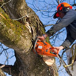 Holtz Tree Service - Complete Tree Removal & Tree Trimming - Professional tree removal will help you by eliminating serious falls and accidents.
