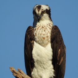 Dade City - Osprey
