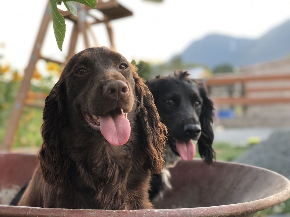 BOSS KENNELS AND EQUESTRIAN SERVICE Request Consultation Kamloops