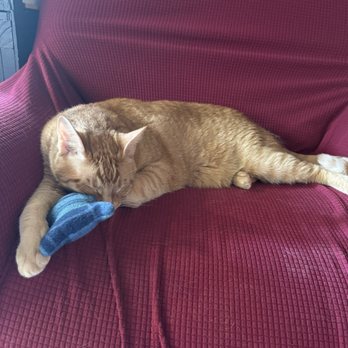 Lazy Cat Lounge - Themed Cafes Near Me - Lowell, Massachusetts Lazy Cat Lounge - Themed Cafes Near Me - Lowell, Massachusetts