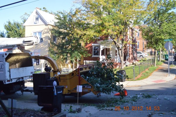 PERU TREE SERVICE - Updated June 2026 - 35 Photos - 8999 Princeton ...