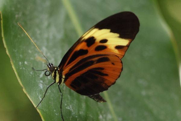 Texas Discovery Gardens at Fair Park by null
