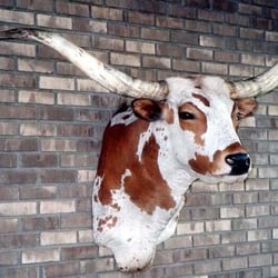 Leigh High School - Leigh Longhorns