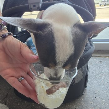 Sugarloaf Donuts - Poppy got a Pup Cup! - Donuts Near Me - Fillmore, Utah Sugarloaf Donuts - Poppy got a Pup Cup! - Donuts Near Me - Fillmore, Utah