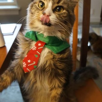 H & H Veterinary Care - Thanks to Dr. Ron, we had another xmas with Lucky, 6 mths after even the heart specialist at OSU had written him off. - Veterinarians Near Me - Eugene, Oregon H & H Veterinary Care - Thanks to Dr. Ron, we had another xmas with Lucky, 6 mths after even the heart specialist at OSU had written him off. - Veterinarians Near Me - Eugene, Oregon