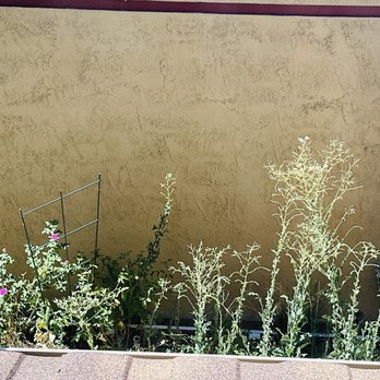Falcon Landscape - The crazy weed farm overtaking the rose garden - Landscaping Near Me - Reno, Nevada