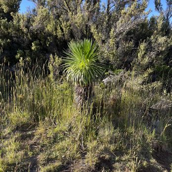Hosmer Grove Campground - Plants - Campgrounds Near Me - Kula, Hawaii