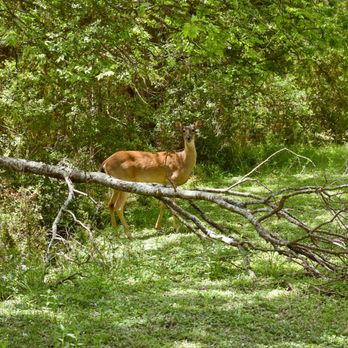 Northland at the Arboretum - More deer around the property. My favorite part - Apartments Near Me - Austin, Texas Northland at the Arboretum - More deer around the property. My favorite part - Apartments Near Me - Austin, Texas