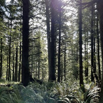 Ecola State Park - Ferns and lush trees - Parks Near Me - Cannon Beach, Oregon Ecola State Park - Ferns and lush trees - Parks Near Me - Cannon Beach, Oregon
