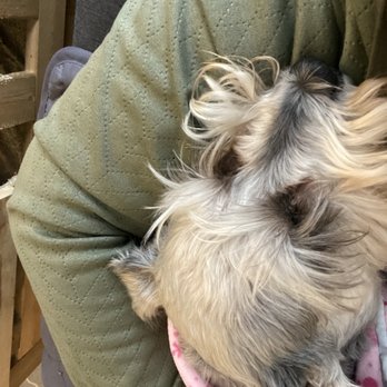 Ufuria - Although she's blind, she still loves socializing and playing at daycare! they are exhausted when they come home! - Pet Training Near Me - Rancho Cucamonga, California