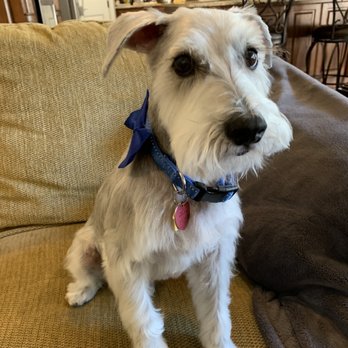 Angelic Pet Services - Pet Groomers Near Me - Burleson, Texas Angelic Pet Services - Pet Groomers Near Me - Burleson, Texas