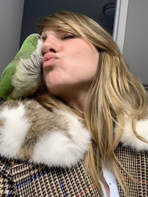 BIRDMAN'S PARROTS by null