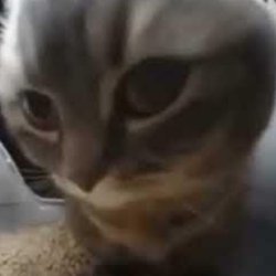 Clocktower - A cat