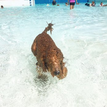 Hawaiian Falls Mansfield - Hounds at Hawaiian Falls! - Water Parks Near Me - Mansfield, Texas Hawaiian Falls Mansfield - Hounds at Hawaiian Falls! - Water Parks Near Me - Mansfield, Texas