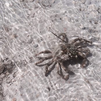 Marker 88 - Beach side sighting - Seafood Near Me - Islamorada, Florida Marker 88 - Beach side sighting - Seafood Near Me - Islamorada, Florida