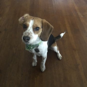 Freddys Mobile Grooming - Pet Groomers Near Me