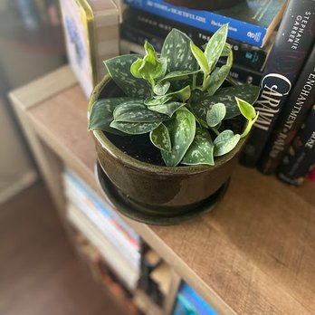 SarahCotta Plants - Satin Pothos - Nurseries & Gardening Near Me - Glendale, California SarahCotta Plants - Satin Pothos - Nurseries & Gardening Near Me - Glendale, California