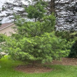 Swartz Nurseries