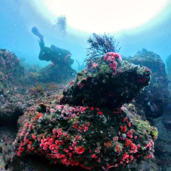 Marissa Charters - Scuba Diving Near Me - San Diego,, California Marissa Charters - Scuba Diving Near Me - San Diego,, California
