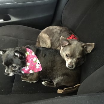 Doggy D'Tails - Pet Groomers Near Me - Melbourne, Florida