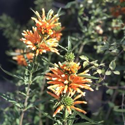 orange flowers in a garden orange flowers in a garden