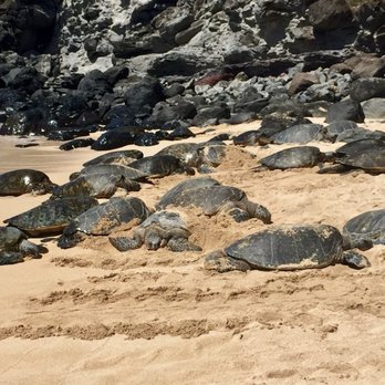 Hookipa Beach Park - Parks Near Me - Paia, Hawaii Hookipa Beach Park - Parks Near Me - Paia, Hawaii
