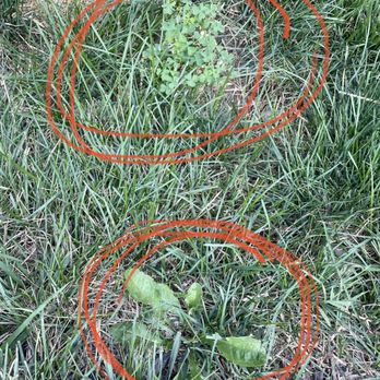 Blue Duck Lawn Care - Landscaping Near Me