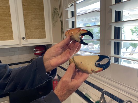 George Stone Crab by null