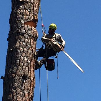 Brandon Tree Care - Large Ponderosa Removal. This is the "face cut" to guide the 2500 pound piece where we want it land !! - Tree Services Near Me Brandon Tree Care - Large Ponderosa Removal. This is the "face cut" to guide the 2500 pound piece where we want it land !! - Tree Services Near Me