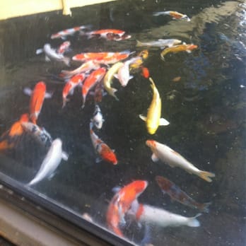 Pagoda Floating Restaurant - So relaxing looking at fish - Hawaiian Near Me - Honolulu, Hawaii Pagoda Floating Restaurant - So relaxing looking at fish - Hawaiian Near Me - Honolulu, Hawaii