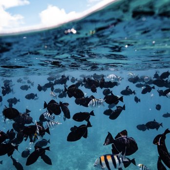 Captain Max Boat Tours - Colorful tropical fish in Waikiki, Honolulu, perfect for snorkeling,one of the best activities to experience in Hawaii's clear waters! - Boat Tours Near Me - Honolulu, Hawaii