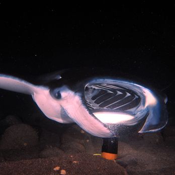 Torpedo Tours - night manta dive - Boating Near Me