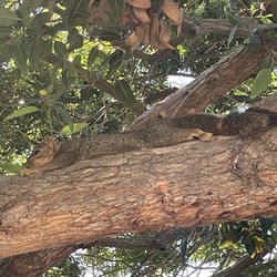 Alta Loma Park - Squirrels