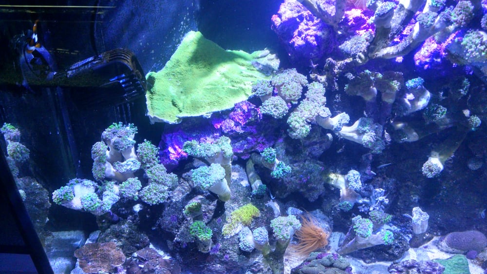 RANDY’S PET SHOP Updated September 2024 702 2nd St W, Ottumwa, Iowa