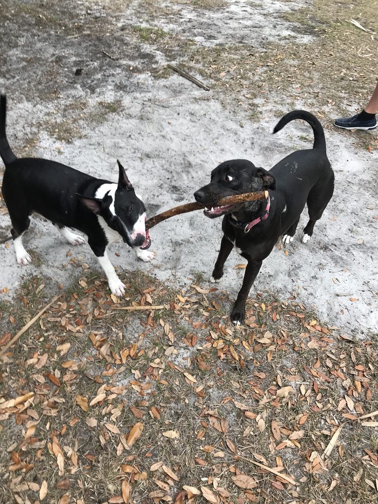 Paradise Luxury Dog Resort Image