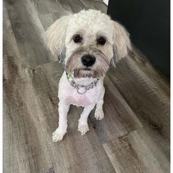 Bonnie's Pampered Pets - (Before) When I took her to another salon. They shaved her almost bald. - Pet Groomers Near Me - Corona, California