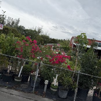 Florida Nursery Mart - Landscaping Near Me - Davie, Florida Florida Nursery Mart - Landscaping Near Me - Davie, Florida